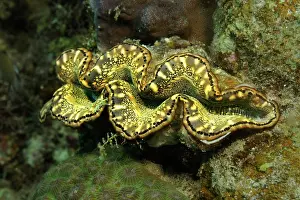 Tridacna: Giant Clam
