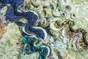 290421: Giant Clam - Maldives