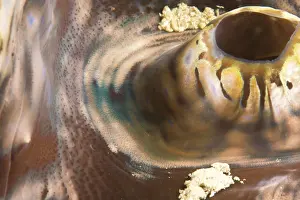 Gigas: Giant Clam Mantle (Tridacna gigas), Puerto