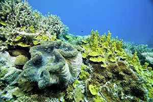 Auscape International: Giant clam - on reef