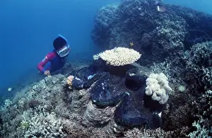 Tourists: GIANT CLAM - & SNORKELLER