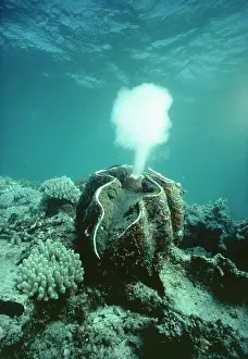 Cycles: Giant Clam - spawning