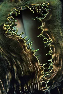 Seashells: Detail of giant clam, Tridacna sp. Walindi, West New Brita