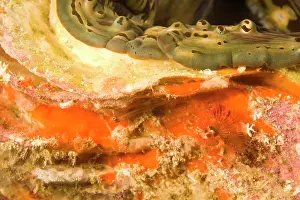 Similan: Giant clam (Tridacna squamosa), scuba diving