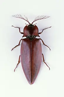 Click: Giant Click Beetle