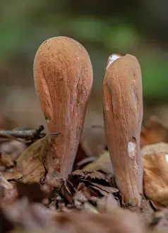 Beeches: Giant Club fungus, Clavariadelphus pistillaris group