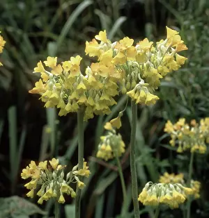 Scented: Giant cowslip