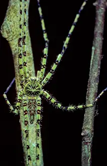 Perak: Giant Crab Spider