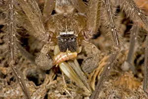 Fang: Giant Crab Spider - eating grasshopper