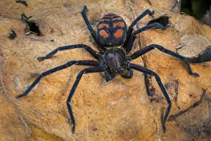 Risaralda: Giant Crab Spider / Huntsman Spider (Olios sp.)