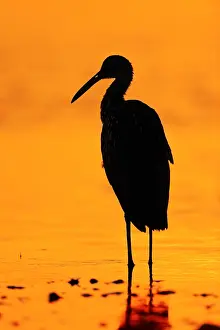 Crane: Giant Crane (Aramus guarauna pictus) at sunset