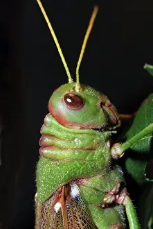 Crickets: Giant Cricket / Locust - from Central America