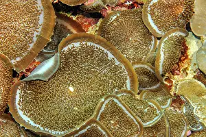 Caroline: Giant Cup Mushroom (Amplexidiscus fenestrafer)