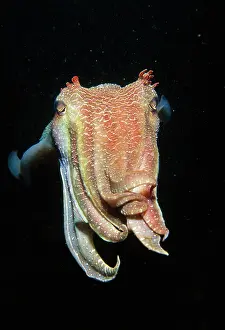 Auscape - Named Photographers: Giant CUTTLEFISH