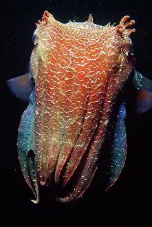 Auscape - Named Photographers: Giant CUTTLEFISH