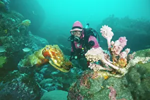 Cuttlefishes: GIANT CUTTLEFISH - with coral reef and diver