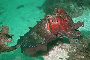 Meter: Giant Cuttlefish - Endemic to southern and eastern