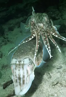 Valerie & Ron Taylor: GIANT CUTTLEFISH - Pair courting