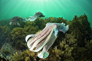 Sepiidae: Giant Cuttlefish (Sepia apama), mating display