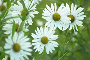 Serotina: Giant Daisy