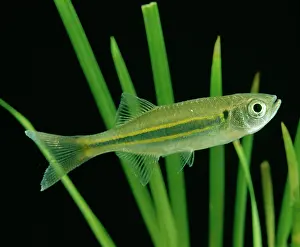 Malabaricus: Giant Danio Fish