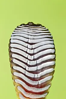 Phelsuma: Giant Day Gecko - foot magnified to show suction