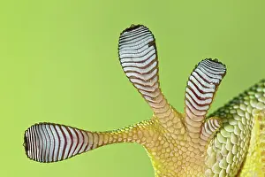 Phelsuma: Giant Day Gecko - foot magnified to show suction