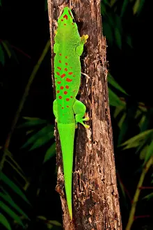 Madagascariensis: Giant Day Gecko, Phelsuma madagascariensis