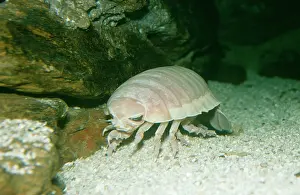 Isopods: Giant deep sea Isopod
