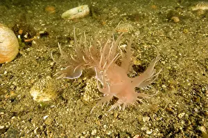 Chromodorididae: Giant dendronotid nudibranch Dendronotus iris Vancouver Isla