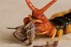Centipede: Giant Desert Centipede