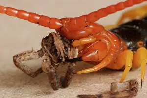 Centipede: Giant Desert Centipede