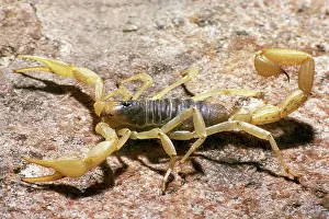 Scorpiones: Giant Desert Hairy Scorpion