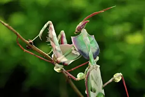 Creepy: Giant Devil's Flower Mantis