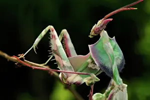 Creepy: Giant Devil's Flower Mantis