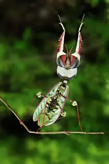 Creepy: Giant Devil's Flower Mantis