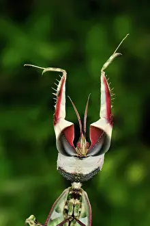 Devils: Giant Devil's Flower Mantis