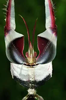 Devils: Giant Devil's Flower Mantis