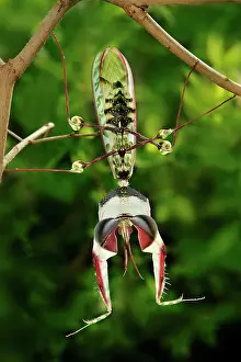 Devils: Giant Devil's Flower Mantis