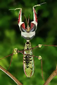 Devils: Giant Devil's Flower Mantis