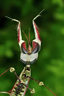 Devils: Giant Devil's Flower Mantis