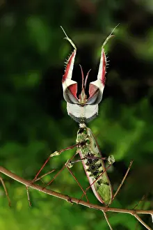 Devils: Giant Devil's Flower Mantis