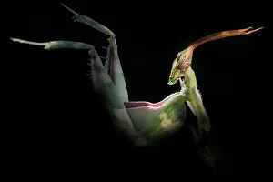 Contre: Giant Devil's Flower Mantis