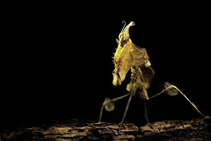 Nymph: Giant Devil's Flower Mantis