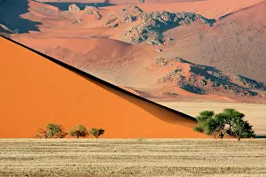 Acacias: Giant dune, mountain and Acacias at sunrise, Namib