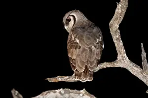 Lacteus: Giant Eagle Owl - Back view sitting on branch