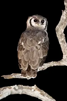Lacteus: Giant Eagle Owl - Back view sitting on branch looking