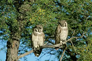 Ingrid Van Den Berg: Giant Eagle OWL - x2 perched on branch, in tree