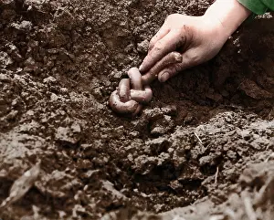 Knot: Giant Earthworm