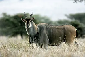 Eland: Giant Eland